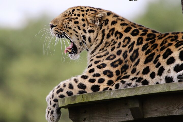 YALA SAFARI TOUR from Galle/Unawatuna/Mirissa/Tangalle/Ella - Photo 1 of 16